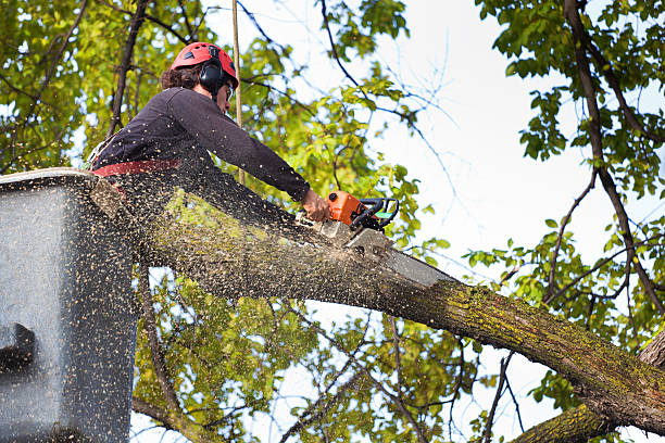 Best Lawn Irrigation Installation and Maintenance  in Brown Deer, WI